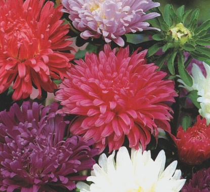 Picture of Aster - Carousel Blended Mixed